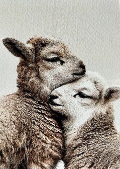 Lammetjes