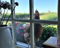 Vakantievoorbereiding en gezellige kippen op de molen