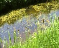 De kleur groen, rare snijbonen en een grote Plons!