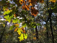 Wol verven, klussen in de winkel, het bos, geen wind voor de molen