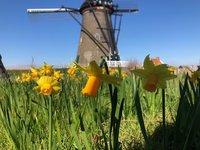 Verassing, computerstoring, verse wol, lente, bloemen