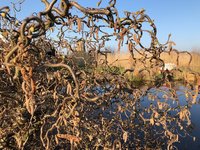 Feestje, acties, verven maar dan anders, domme gans, 