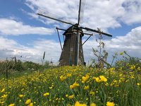 Mooie zomerdraadjes, Emma Ball, bloemen, een hele grote vis