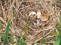 De tijd vliegt, blije molenaar, nestvlieders, zwaluwen terug