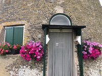 KIPPEN op het Scheldeplein, Rikki de rat, Serena's tip, bloemenzee in Kinderdijk