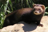 Soktober, sokkenswap, verlichte molens en een bunzing