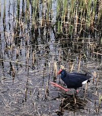 Adventkalender, Terra, geraniums, puprerkoet