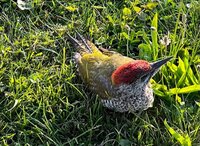 Why knot, net droog, verrassing in het gras