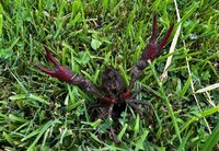 vakantiebreiwerk, mini's, zo rood als een....