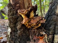 Het gaat hard met de voorraad, gewijzigde openingstijden, thuis bij de molen