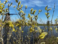 Kuikens, lente, buiten werken, klaar!