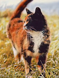 Sokken, alpinebloomhat, ontmoetdag, thuis.