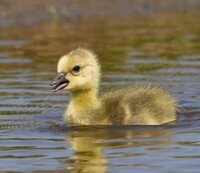 Lunch met Willy, lievia, Punky helpt mee, mooie sokken, mijn verf opdracht uitgevoerd, gansjes