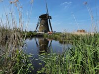 molendag, neon, spinwol, v back tee, tuinleven