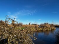 Klaar, Lievia, wol verven, thuis