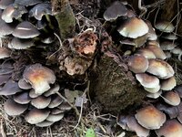 De breidagen in Nijkerk 2025